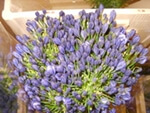 Agapanthus from Flowers for Florists