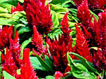 Celosia from Flowers for Florists