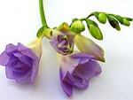 Freesia from Flowers for Florists