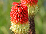Kniphofia from Flowers for Florists
