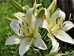 Lilies from Flowers for Florists